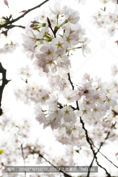 櫻花