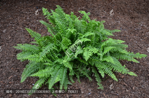 蕨類植物