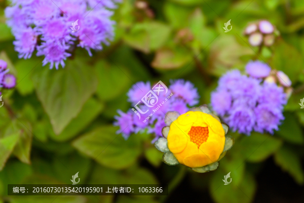 春天花朵