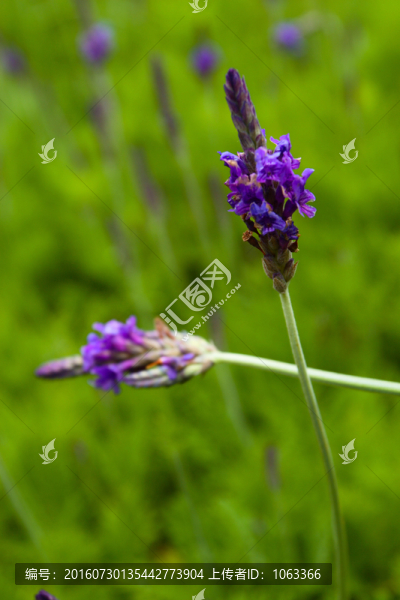 薰衣草