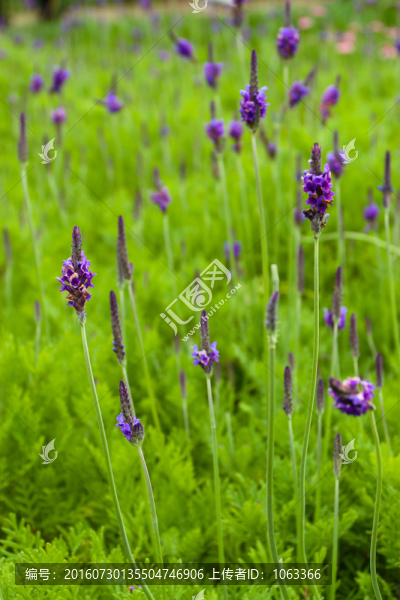薰衣草