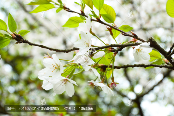 櫻花