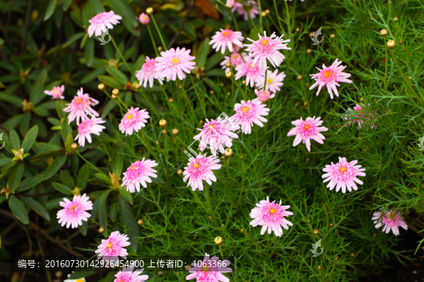 瑪格麗特