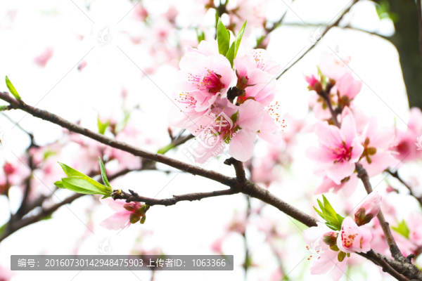 桃花
