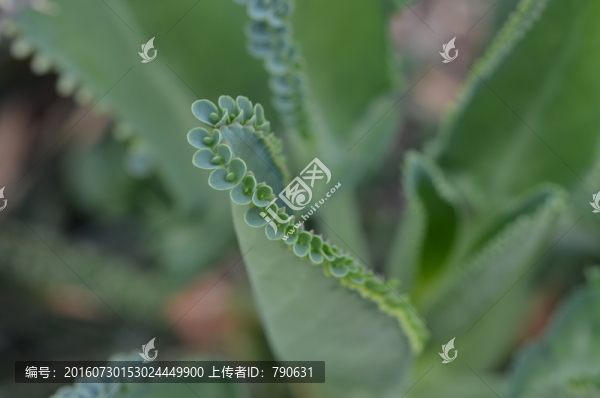 微觀落地生根