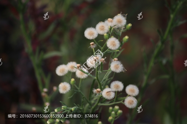 蒲公英