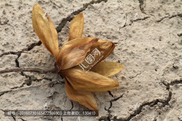 干枯的睡蓮,干旱