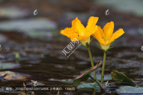 荇菜