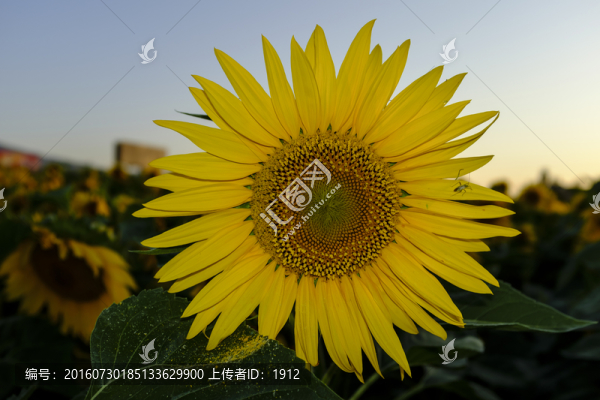 葵花