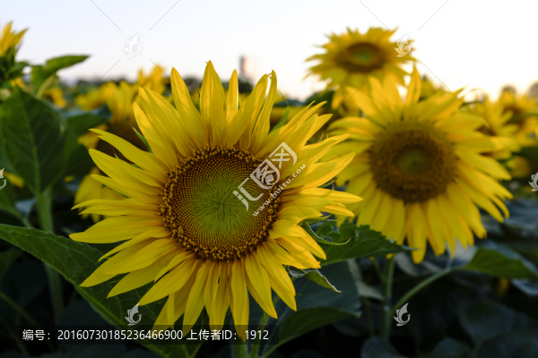 葵花