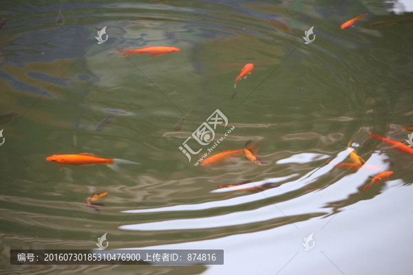 游魚