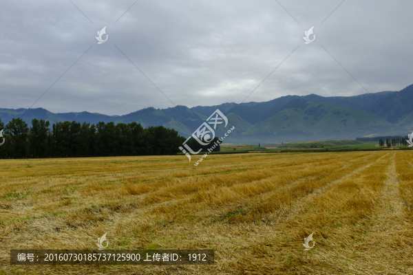 田野