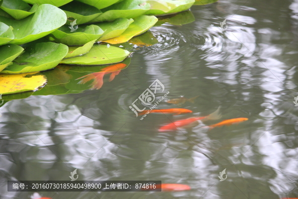 游魚
