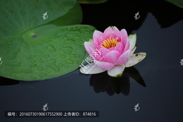 睡蓮