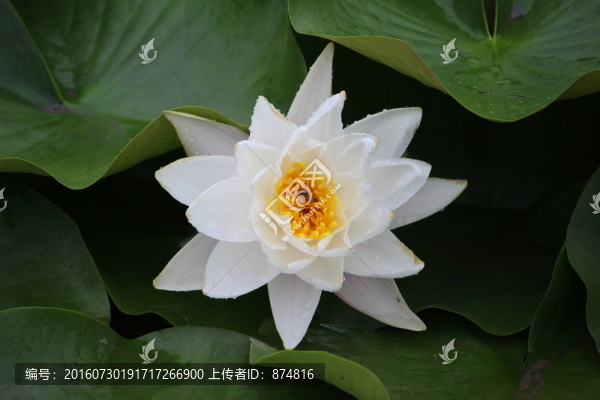 睡蓮