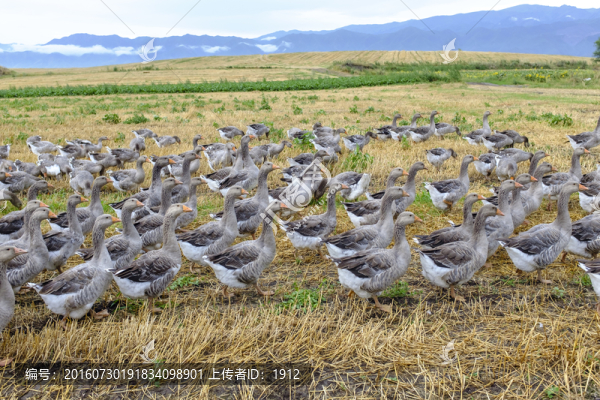 一群鵝