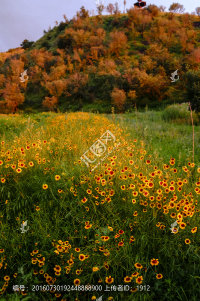 山野