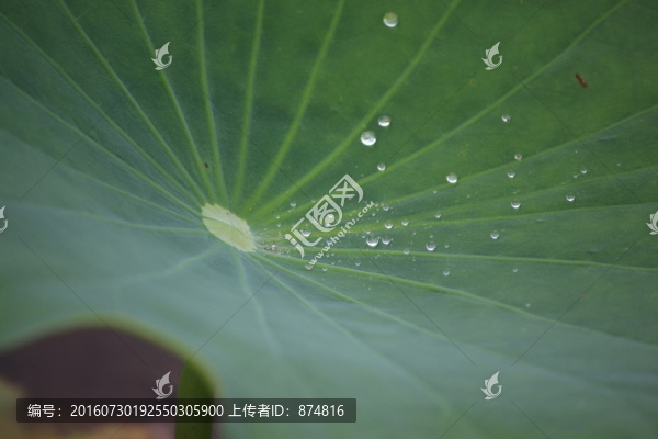 荷葉,露珠