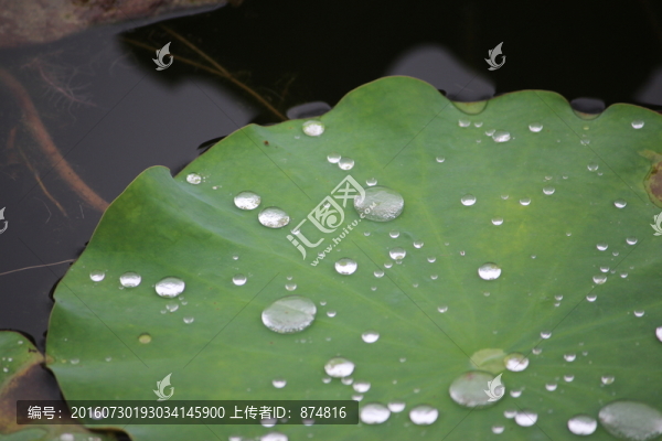 荷葉,露珠