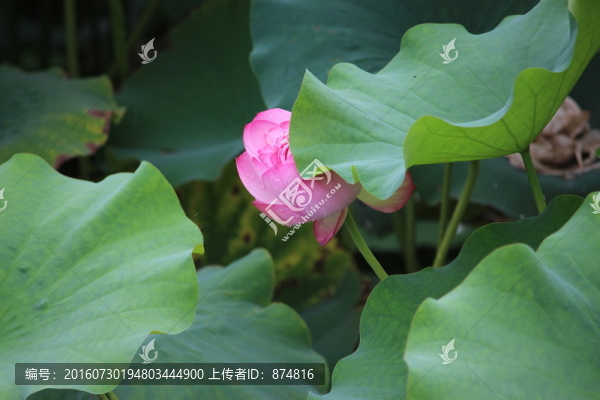 荷花