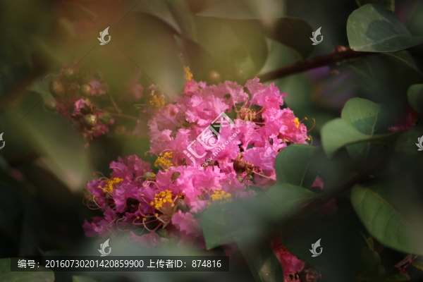 山花