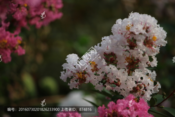 山花