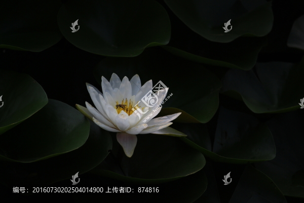 蓮花