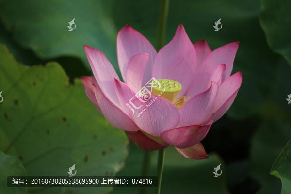 荷花