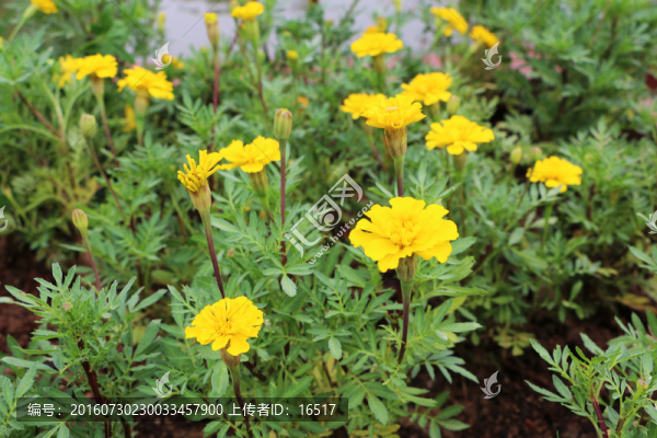 黃色的花