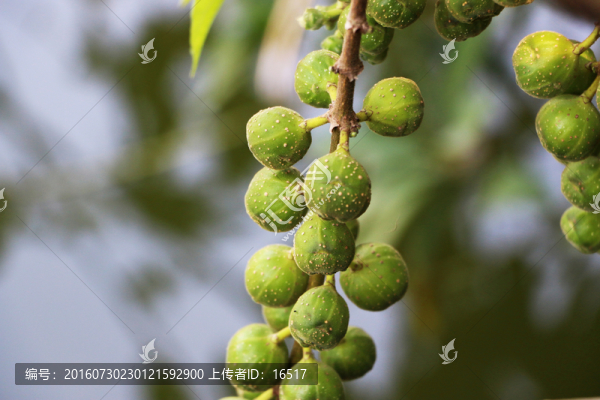 果實(shí),綠色的果子