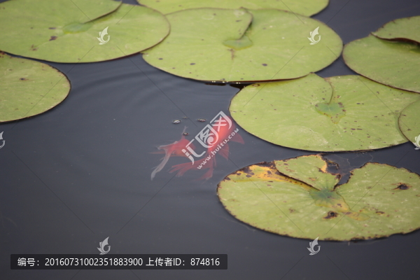 浮萍