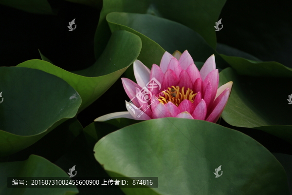 睡蓮