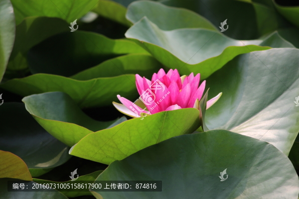 睡蓮