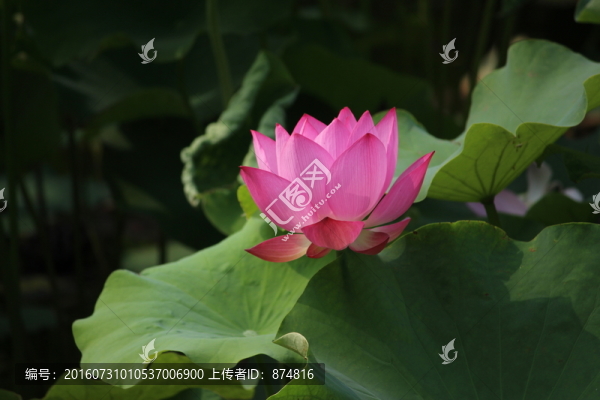 荷花