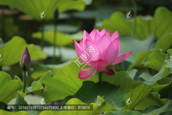 荷花