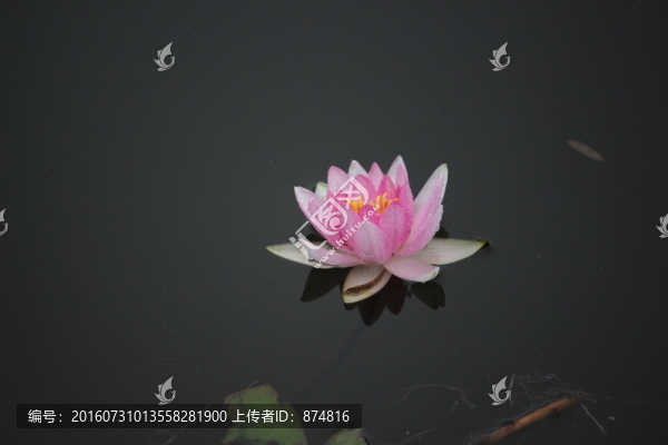 睡蓮