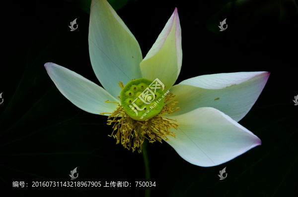 殘荷高清攝影圖