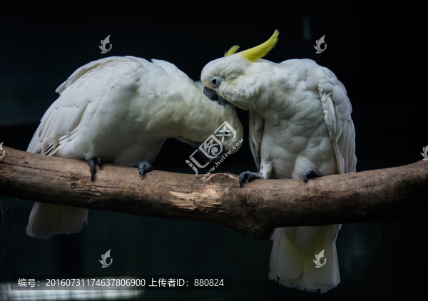 鸚鵡