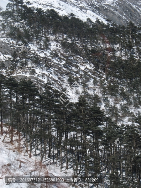 針葉林
