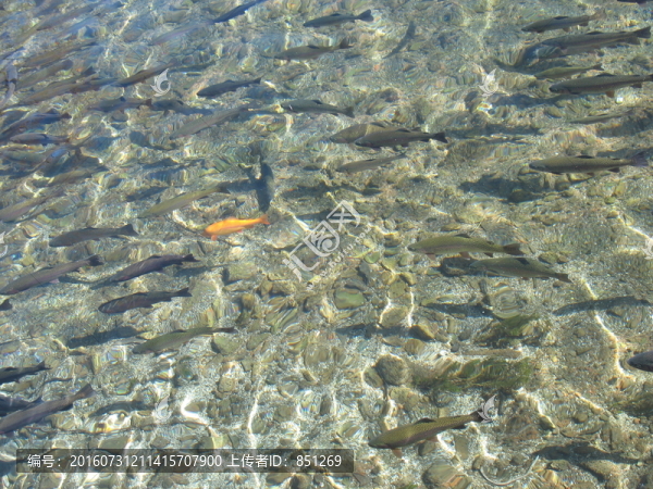 鮭魚(yú)