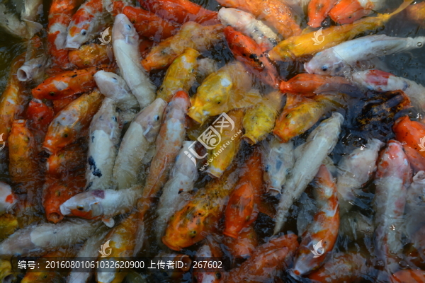 金魚