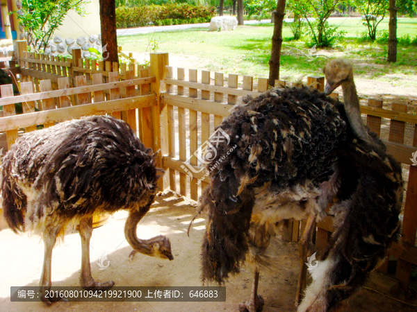 駝鳥,動物,鳥類,動物園