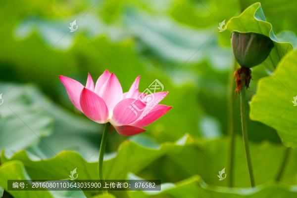 荷花