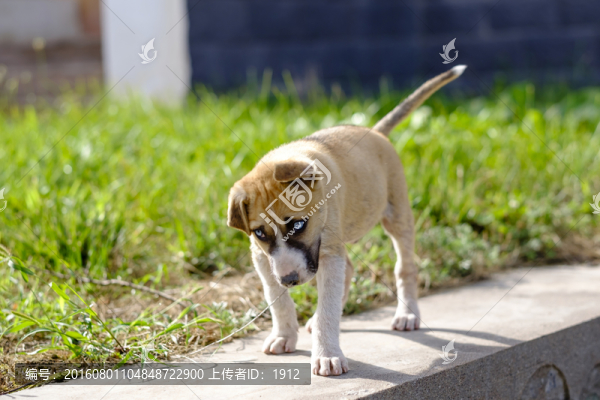小狗