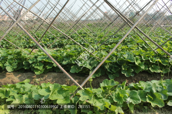 菜園
