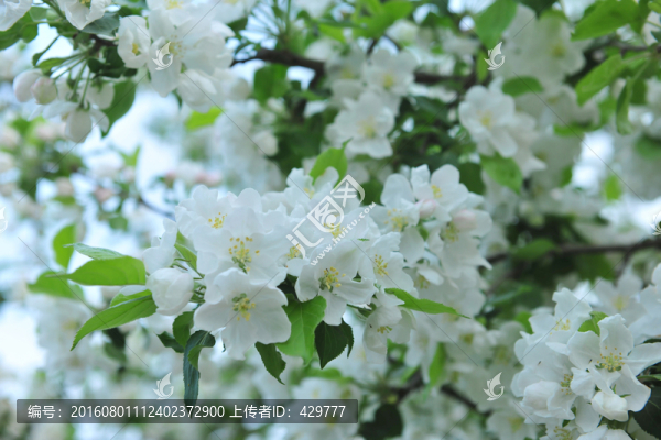 蘋(píng)果花,,白色花
