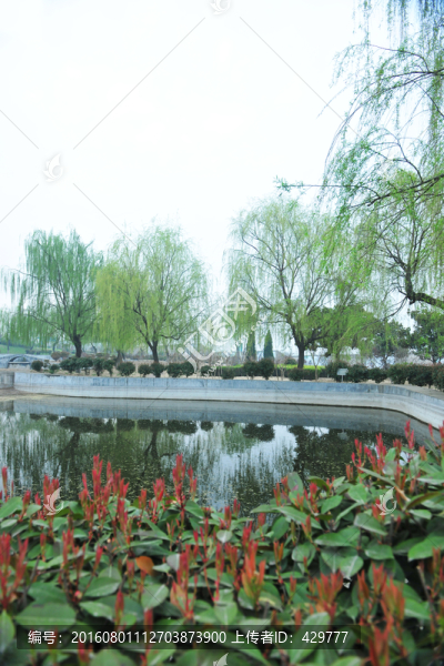 柳樹,,樹林,,樹木,春天