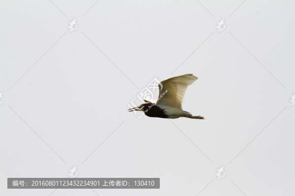 池鷺