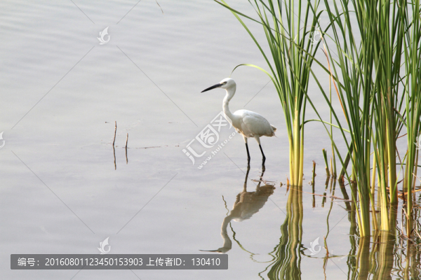 白鷺