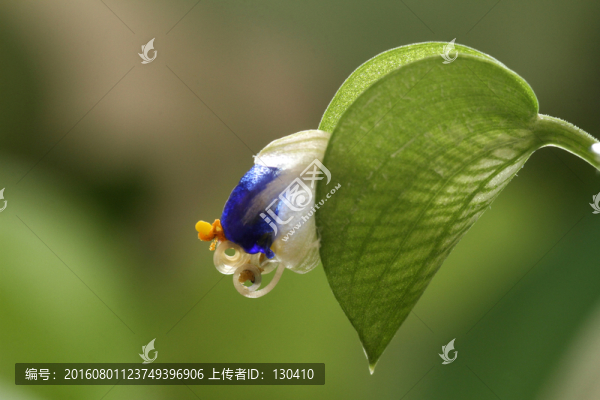 綠蘿